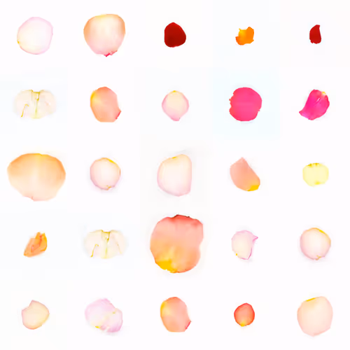Infinite Petals By Sarah Meyohas