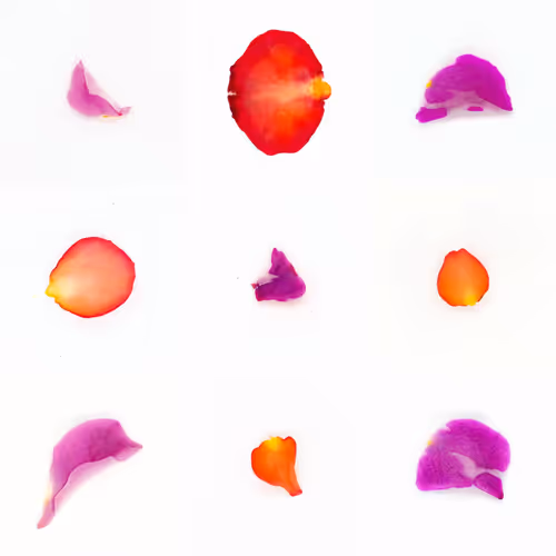 Infinite Petals By Sarah Meyohas