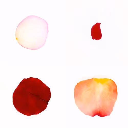 Infinite Petals By Sarah Meyohas