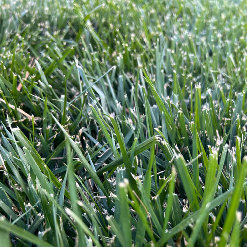 Grass #22