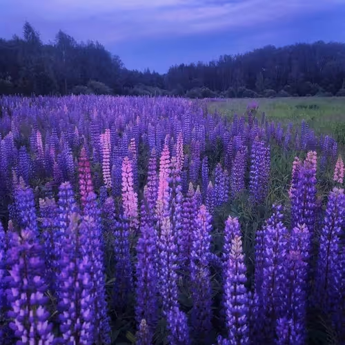 Lavender Nightfall