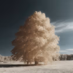 Mirascapes 508