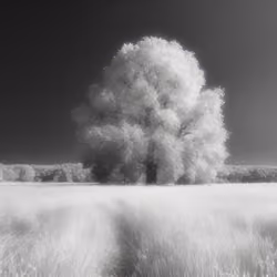Mirascapes 102