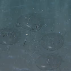 Bola