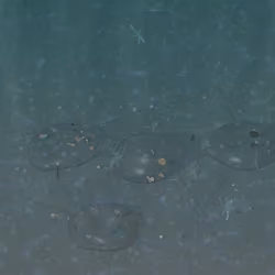 Moba