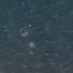 Bomumubu