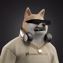 Shiba #6204