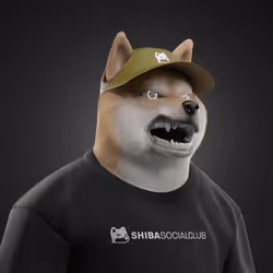 Shiba #4778