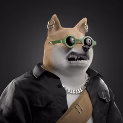 Shiba #6526