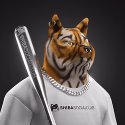 Shiba #1656