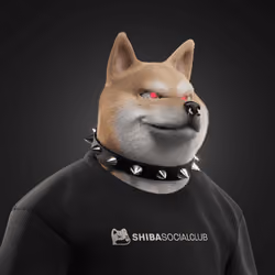 Shiba #1191