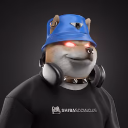 Shiba #4837