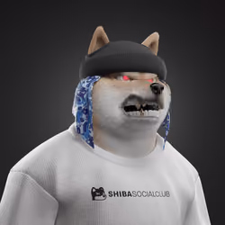 Shiba #2978