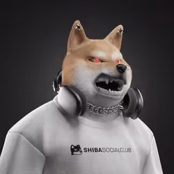 Shiba #2529