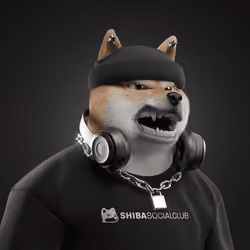 Shiba #1797
