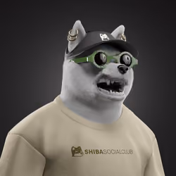 Shiba #5373