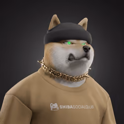 Shiba #6104