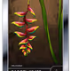 1421