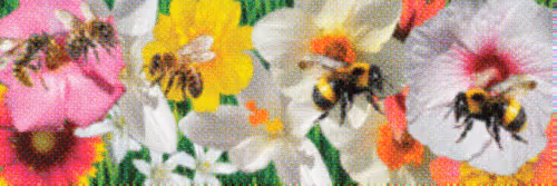 Flower Banners