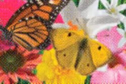 Flower Banners #99