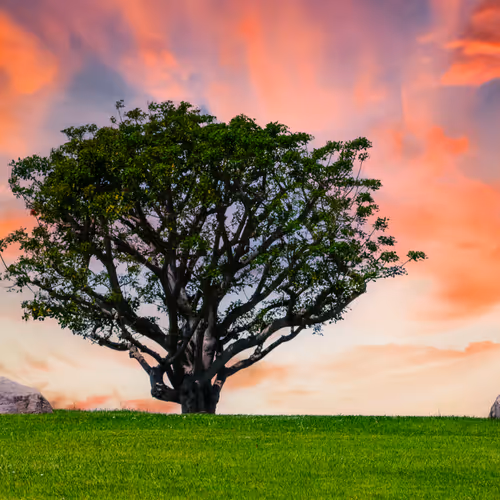 Bridging Photography And Ai