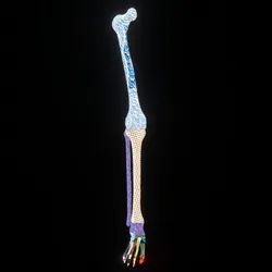 Party Structure #89 (Right Leg)