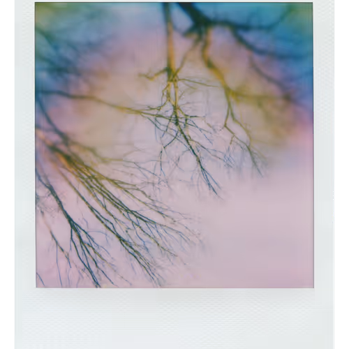 Manifestation