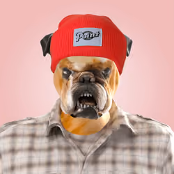 Bulldog #42
