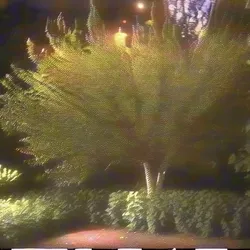 plans made in the bushes