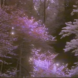 lavender daydreams