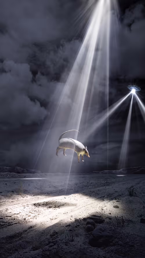 Item #24300030021 Media