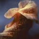 The Shape of Flowers