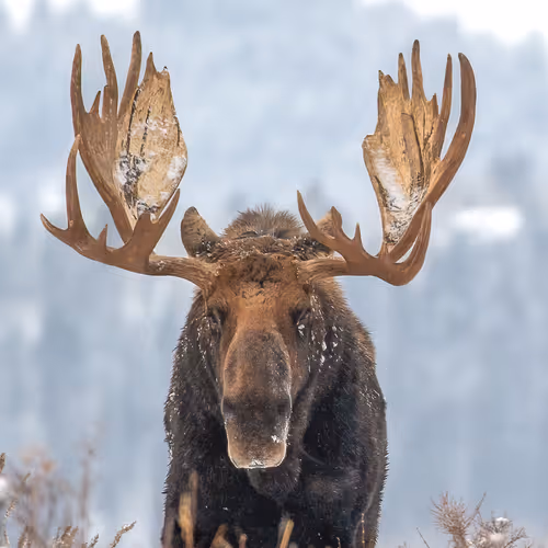 Majestic #8/40