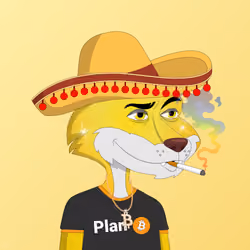 Billionaire Coyote #654