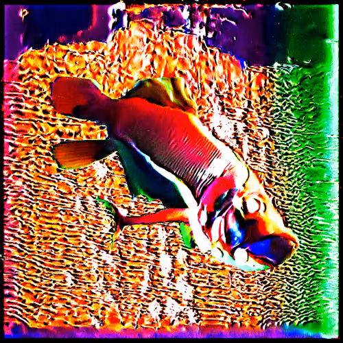 Auranectes vitriformis (48)