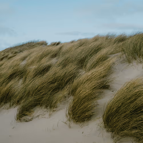 Dutch dunes