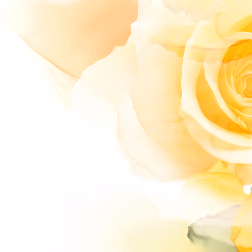 Rainbow Flower Collection