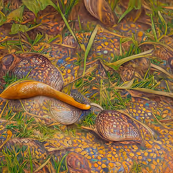 Aaadonta Angaurana