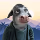 2497