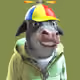 494