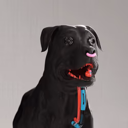 K9 #806