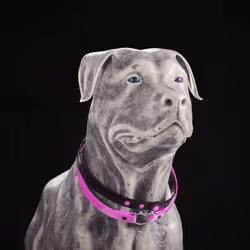 K9 #713