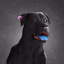 K9 #792
