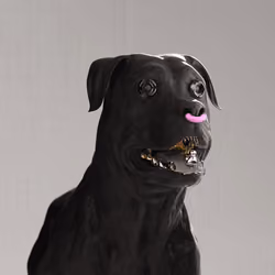 K9 #377
