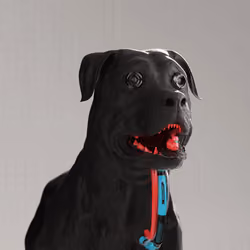 K9 #284