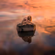 Reflections of Home