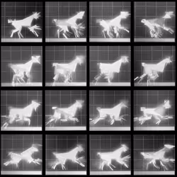 Chronophotograph 106