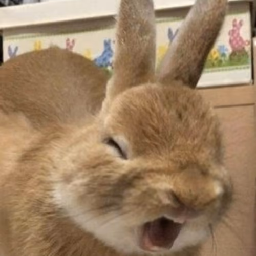 LFG BUNNY