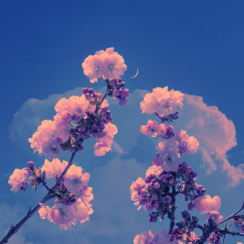 Sophia Ahamed Floral Works