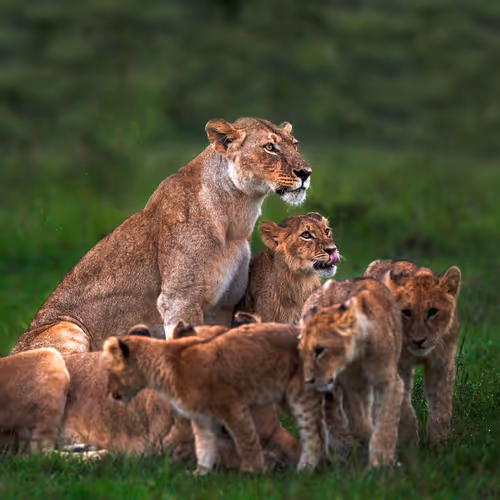 Mothers from the wild